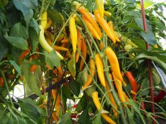 Solany (kisebb kiszerelés)