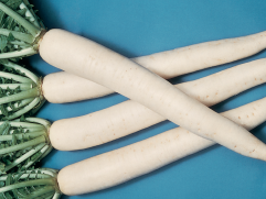 Mino Summer Cross F1